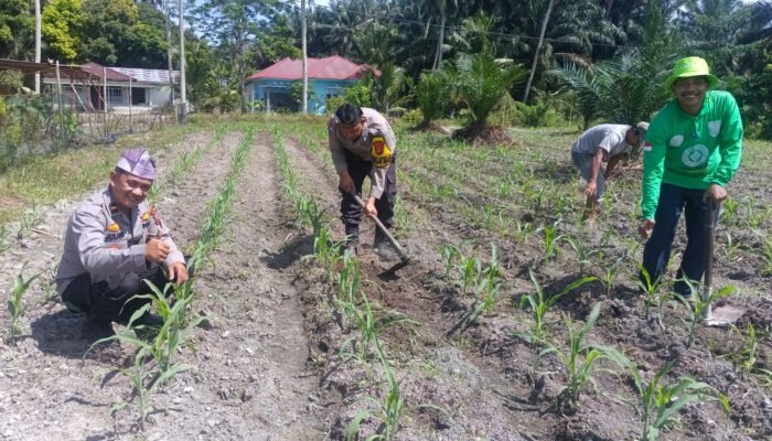 Dari Desa Pasir Luhur, Polsek Kunto Darussalam Perkuat Ketahanan Pangan Nasional Melalui Pemberdayaan Petani