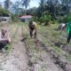 Dari Desa Pasir Luhur, Polsek Kunto Darussalam Perkuat Ketahanan Pangan Nasional Melalui Pemberdayaan Petani