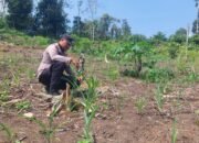 Kawal Pertanian dari Desa Cipang Kiri Hilir, Polsek Rokan IV Koto Perkuat Fondasi Ketahanan Pangan Nasional