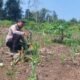 Kawal Pertanian dari Desa Cipang Kiri Hilir, Polsek Rokan IV Koto Perkuat Fondasi Ketahanan Pangan Nasional