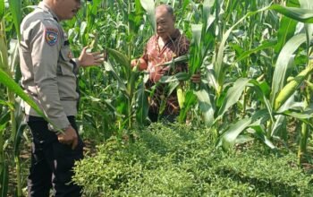 Polsek Tambusai Utara Hadir Bersama Petani, Wujudkan Ketahanan Pangan yang Kuat dan Berkelanjutan