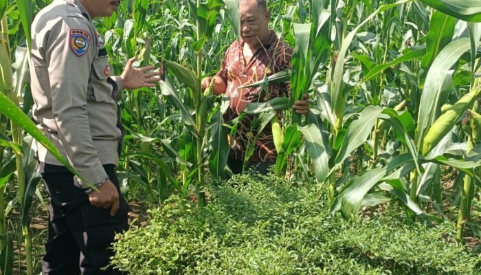 Polsek Tambusai Utara Hadir Bersama Petani, Wujudkan Ketahanan Pangan yang Kuat dan Berkelanjutan