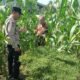 Polsek Tambusai Utara Hadir Bersama Petani, Wujudkan Ketahanan Pangan yang Kuat dan Berkelanjutan