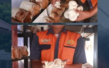 Warga Binaan Lapas Pasir Pangarayan Terus Budidaya Jamur Tiram sebagai Bekal Kemandirian