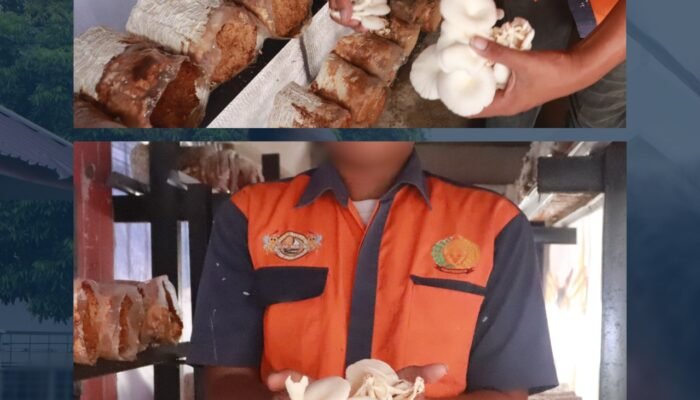 Warga Binaan Lapas Pasir Pangarayan Terus Budidaya Jamur Tiram sebagai Bekal Kemandirian