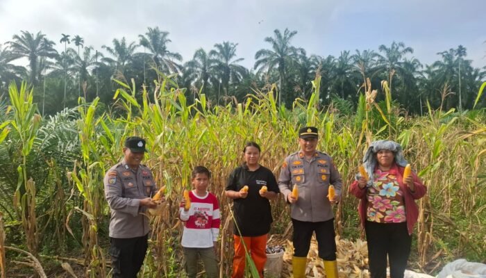 Kawal Panen hingga Penjualan, Polsek Rambah Hilir Pastikan Hasil Jagung Petani Terserap Optimal
