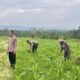 Dukung Ketahanan Pangan Nasional, Polres Rokan Hulu Cek Perkembangan Tanaman Jagung di Lahan 6 Hektare