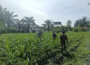 Dukung Swasembada Pangan Nasional, Polsek Kunto Darussalam Perkuat Modernisasi Pertanian Desa Pasir Luhur 