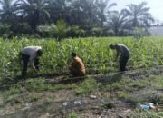 Polsek Kunto Darussalam Dukung Ketahanan Pangan Nasional Melalui Penguatan Pertanian Modern dan Smart Farming
