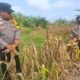 Polsek Rambah Hilir Dorong Hilirisasi Pertanian Jagung Desa Pasir Utama untuk Perkuat Swasembada Pangan Nasional