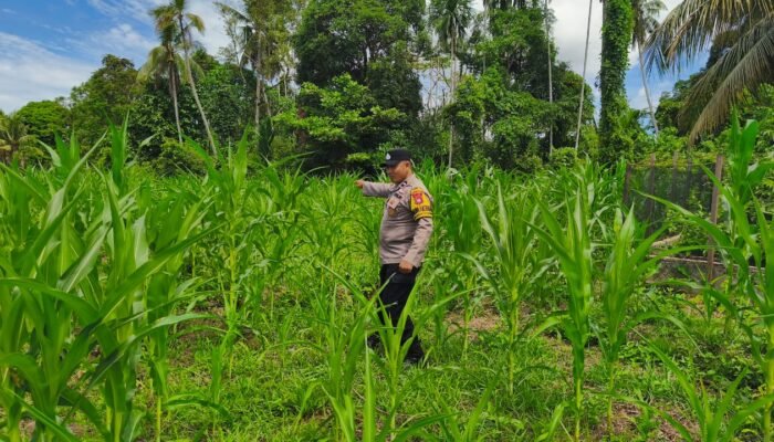 Dorong Ketahanan Pangan Nasional, Polsek Rokan IV Koto Perkuat Inovasi Budidaya Jagung Hibrida di Desa Koto Ruang