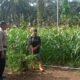 Polsek Tandun Dorong Pertanian Modern Berbasis Benih Unggul untuk Perkuat Ketahanan Pangan Nasional
