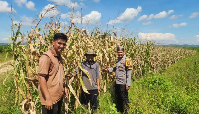 Hadapi Perubahan Iklim,Polsek Kabun Perkuat Ketahanan Pangan Nasional di Desa Batu Langka Besar