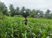 Cegah Gagal Panen, Polsek Rambah Hilir Intensifkan Monitoring Tanaman Jagung untuk Perkuat Ketahanan Pangan Nasional di Desa Sejati