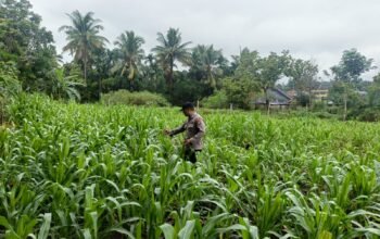 Cegah Gagal Panen, Polsek Rambah Hilir Intensifkan Monitoring Tanaman Jagung untuk Perkuat Ketahanan Pangan Nasional di Desa Sejati