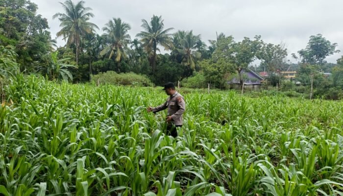 Cegah Gagal Panen, Polsek Rambah Hilir Intensifkan Monitoring Tanaman Jagung untuk Perkuat Ketahanan Pangan Nasional di Desa Sejati