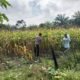 Cegah Gagal Panen, Polsek Tambusai Utara Intensifkan Monitoring Jagung Desa Mekar Jaya Wujudkan Swasembada Pangan Nasional