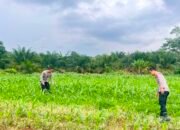 Dukung Program Presiden RI, Polres Rohul Cek Perkembangan Jagung di Lahan Ketahanan Pangan Seluas 6 Hektare