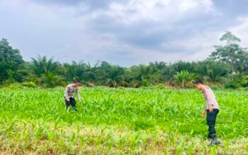 Dukung Program Presiden RI, Polres Rohul Cek Perkembangan Jagung di Lahan Ketahanan Pangan Seluas 6 Hektare