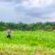 Dukung Program Presiden RI, Polres Rohul Cek Perkembangan Jagung di Lahan Ketahanan Pangan Seluas 6 Hektare