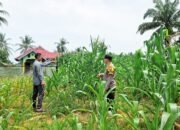 Ketahanan Pangan Nasional, Polsek Tandun Monitoring Pertumbuhan Jagung di Tapung Jaya