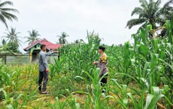 Ketahanan Pangan Nasional, Polsek Tandun Monitoring Pertumbuhan Jagung di Tapung Jaya