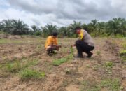 Dukung Ketahanan Pangan Nasional, Polsek Rokan IV Koto Intensifkan Pemantauan Tanaman Jagung di Desa Lubuk Bendahara Cegah Gagal Panen