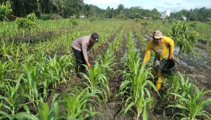 Polsek Tambusai Utara Dampingi Pemupukan Jagung di Desa Pagar Mayang, Perkuat Program Ketahanan Pangan Nasional