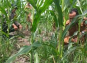 Polsek Kunto Darussalam Kawal Jagung Hibrida dari Ancaman Penyakit hingga Panen Optimal di Desa Pasir Luhur, Wujud Nyata Ketahanan Pangan Nasional