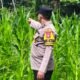 Polsek Rokan IV Koto Kawal Pertumbuhan Jagung Hibrida, Dorong Panen Berkualitas untuk Ketahanan Pangan Nasional