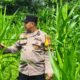 Polsek Rokan IV Koto Kawal Pertumbuhan Jagung Hibrida, Dorong Panen Berkualitas untuk Ketahanan Pangan Nasional