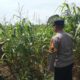 Polsek Tandun Kawal Jagung Hibrida Unggul demi Panen Berkualitas dan Ketahanan Pangan Nasional