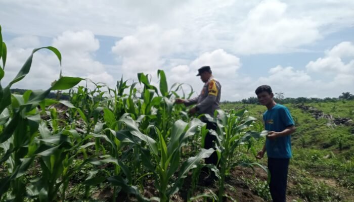 Polsek Kabun Kawal Pengembangan Jagung Tumpang Sari Desa Kabun, Optimalkan Benih Unggul untuk Hasilkan Panen Berkualitas