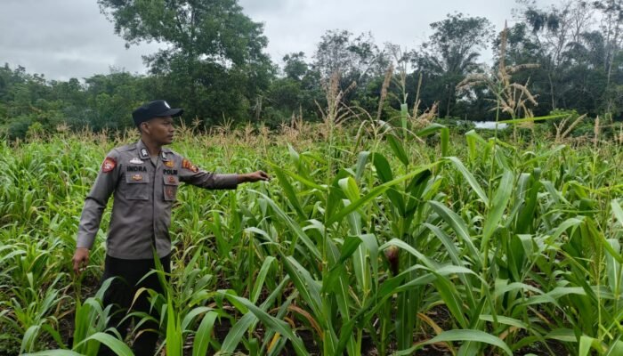 Polsek Rambah Hilir Pantau Jagung Hibrida di Desa Sejati, Dorong Peningkatan Hasil Panen Petani untuk Wujudkan Ketahanan Pangan Nasional