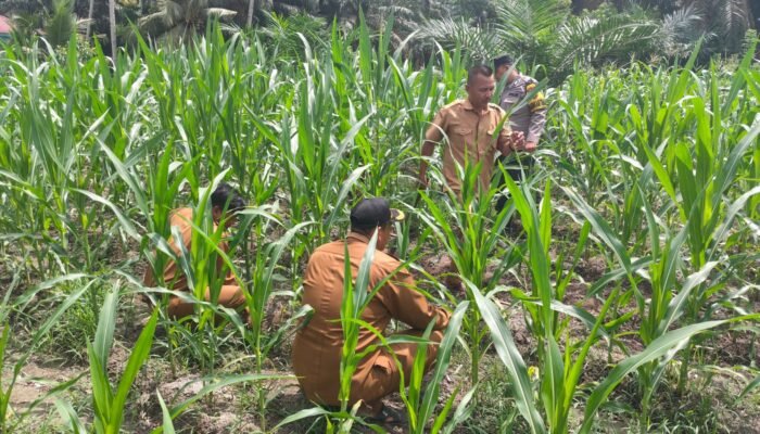 Polsek Kunto Darussalam Optimalkan Unsur Hara Jagung Hibrida di Desa Pasir Luhur, Perkuat Swasembada Pangan