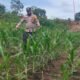 Polsek Rokan IV Koto Perkuat Pengembangan Jagung Desa Cipang Kiri Hilir , Dukung Swasembada Pangan Nasional