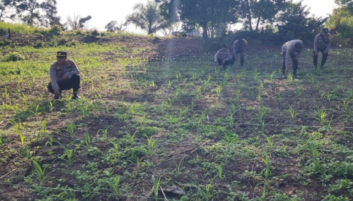 Polsek Rambah Kawal Budidaya Jagung Ramah Lingkungan di Desa Koto Tinggi untuk Perkuat Ketahanan Pangan Nasional