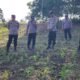 Polsek Rambah Kawal Budidaya Jagung Berbasis Konservasi Tanah dan Air, Perkuat Ketahanan Pangan Nasional Berkelanjutan