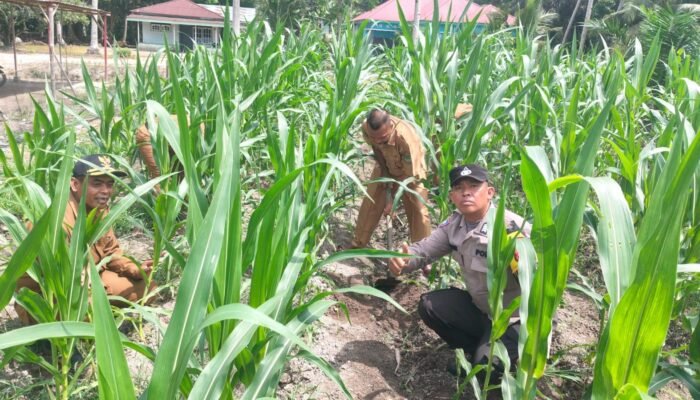Polsek Kunto Darussalam Dorong Desa Pasir Luhur Jadi Sentra Produksi Jagung Penopang Swasembada Pangan Nasional