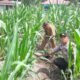 Polsek Kunto Darussalam Dorong Desa Pasir Luhur Jadi Sentra Produksi Jagung Penopang Swasembada Pangan Nasional