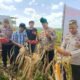 Polsek Kabun Kawal Panen Raya Jagung Kuartal II di Desa Batulangkah Besar, Perkuat Swasembada Pangan Nasional