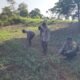 Polsek Rambah Kawal Swasembada Pangan Nasional dengan Memperkuat Pengawasan Jagung Hibrida di Desa Kota Tinggi