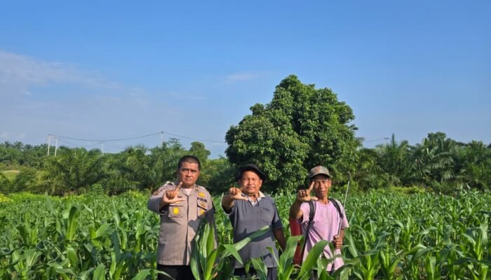 Pastikan Produktivitas Jagung Tetap Optimal, Kabag SDM Polres Rokan Hulu Tinjau Lahan Ketahanan Pangan Seluas 6 Hektare