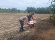 Polsek Tambusai Utara Dampingi Budidaya Jagung Monokultur, Perkuat Ketahanan Pangan Nasional dari Desa Suka Damai