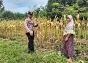 Polsek Tambusai Utara Dampingi Budidaya Jagung, Polri Perkuat Ketahanan Pangan Nasional Lewat Pertanian Modern dan Smart Farming di Desa Mekar Jaya