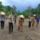 Polsek Rokan IV Koto Optimalkan Lahan Produktif di Desa Tibawan untuk Perkuat Ketahanan Pangan Nasional