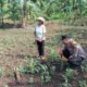 Polsek Tandun Kawal Pertumbuhan Jagung di Desa Tandun Barat, Komitmen Nyata Wujudkan Swasembada Pangan Nasional