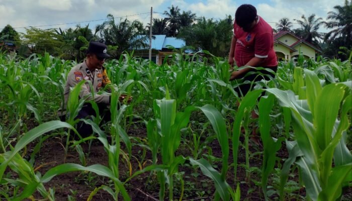 Polsek Rokan IV Koto Perkuat Ekosistem Pertanian Berkelanjutan, Kawal Produktivitas Jagung Demi Swasembada Pangan Nasional  ROKAN HULU – Komitmen Polri dalam mendukung program swasembada pangan nasional terus diwujudkan melalui aksi nyata di lapangan. Salah satunya dengan memperkuat ekosistem pertanian yang berkelanjutan melalui pendampingan dan pemantauan intensif terhadap perkembangan tanaman jagung milik petani di Desa Rokan Koto Ruang, Kecamatan Rokan IV Koto.  Pada Rabu (30/6/2026) sekitar pukul 10.20 WIB, Bhabinkamtibmas Polsek Rokan IV Koto, AIPDA Khairil Asri, bersama pemerintah desa turun langsung ke lahan pertanian untuk mengecek kondisi tanaman jagung pipil jenis hibrida. Kegiatan tersebut meliputi pengamatan pertumbuhan tanaman, pengukuran tinggi tanaman, serta pemantauan kondisi lahan guna memastikan proses budidaya berjalan optimal.  Berdasarkan hasil pengecekan, tanaman jagung yang telah berumur 56 hari sejak ditanam pada 6 Mei 2026 menunjukkan perkembangan yang baik. Tinggi tanaman rata-rata mencapai sekitar 150 sentimeter dengan kondisi pertumbuhan yang sehat, meski memasuki musim hujan yang berpotensi memengaruhi produktivitas lahan.  Kapolsek Rokan IV Koto, IPTU Dodi Ripo Saputra, S.H., M.H., menegaskan bahwa pendampingan kepada petani merupakan bagian dari peran aktif Polri dalam mendukung keberhasilan program ketahanan pangan nasional.  “Polri tidak hanya bertugas menjaga keamanan dan ketertiban masyarakat, tetapi juga hadir memberikan pendampingan kepada petani agar proses budidaya dapat berjalan dengan baik. Sinergi antara Polri, pemerintah desa, dan masyarakat menjadi kekuatan penting dalam membangun ekosistem pertanian yang berkelanjutan demi terwujudnya swasembada pangan nasional,” ujarnya.  Menurutnya, kehadiran Bhabinkamtibmas di tengah masyarakat juga menjadi sarana mempererat komunikasi dengan para petani. Melalui pendampingan secara langsung, berbagai kendala yang dihadapi di lapangan dapat diidentifikasi lebih dini sehingga solusi dapat dirumuskan bersama demi menjaga produktivitas pertanian.  Selain memastikan pertumbuhan tanaman tetap optimal, kegiatan tersebut turut memperkuat kepercayaan masyarakat terhadap Polri melalui pelayanan yang humanis, responsif, dan hadir memberikan manfaat nyata bagi masyarakat.  Dengan pendampingan yang dilakukan secara berkesinambungan, Polsek Rokan IV Koto berharap produktivitas pertanian jagung terus meningkat sehingga mampu mendukung ketahanan pangan daerah sekaligus memperkuat terwujudnya swasembada pangan nasional. Selama kegiatan berlangsung, situasi tetap aman, tertib, dan kondusif.
