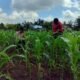 Polsek Rokan IV Koto Perkuat Ekosistem Pertanian Berkelanjutan, Kawal Produktivitas Jagung Demi Swasembada Pangan Nasional  ROKAN HULU – Komitmen Polri dalam mendukung program swasembada pangan nasional terus diwujudkan melalui aksi nyata di lapangan. Salah satunya dengan memperkuat ekosistem pertanian yang berkelanjutan melalui pendampingan dan pemantauan intensif terhadap perkembangan tanaman jagung milik petani di Desa Rokan Koto Ruang, Kecamatan Rokan IV Koto.  Pada Rabu (30/6/2026) sekitar pukul 10.20 WIB, Bhabinkamtibmas Polsek Rokan IV Koto, AIPDA Khairil Asri, bersama pemerintah desa turun langsung ke lahan pertanian untuk mengecek kondisi tanaman jagung pipil jenis hibrida. Kegiatan tersebut meliputi pengamatan pertumbuhan tanaman, pengukuran tinggi tanaman, serta pemantauan kondisi lahan guna memastikan proses budidaya berjalan optimal.  Berdasarkan hasil pengecekan, tanaman jagung yang telah berumur 56 hari sejak ditanam pada 6 Mei 2026 menunjukkan perkembangan yang baik. Tinggi tanaman rata-rata mencapai sekitar 150 sentimeter dengan kondisi pertumbuhan yang sehat, meski memasuki musim hujan yang berpotensi memengaruhi produktivitas lahan.  Kapolsek Rokan IV Koto, IPTU Dodi Ripo Saputra, S.H., M.H., menegaskan bahwa pendampingan kepada petani merupakan bagian dari peran aktif Polri dalam mendukung keberhasilan program ketahanan pangan nasional.  “Polri tidak hanya bertugas menjaga keamanan dan ketertiban masyarakat, tetapi juga hadir memberikan pendampingan kepada petani agar proses budidaya dapat berjalan dengan baik. Sinergi antara Polri, pemerintah desa, dan masyarakat menjadi kekuatan penting dalam membangun ekosistem pertanian yang berkelanjutan demi terwujudnya swasembada pangan nasional,” ujarnya.  Menurutnya, kehadiran Bhabinkamtibmas di tengah masyarakat juga menjadi sarana mempererat komunikasi dengan para petani. Melalui pendampingan secara langsung, berbagai kendala yang dihadapi di lapangan dapat diidentifikasi lebih dini sehingga solusi dapat dirumuskan bersama demi menjaga produktivitas pertanian.  Selain memastikan pertumbuhan tanaman tetap optimal, kegiatan tersebut turut memperkuat kepercayaan masyarakat terhadap Polri melalui pelayanan yang humanis, responsif, dan hadir memberikan manfaat nyata bagi masyarakat.  Dengan pendampingan yang dilakukan secara berkesinambungan, Polsek Rokan IV Koto berharap produktivitas pertanian jagung terus meningkat sehingga mampu mendukung ketahanan pangan daerah sekaligus memperkuat terwujudnya swasembada pangan nasional. Selama kegiatan berlangsung, situasi tetap aman, tertib, dan kondusif.