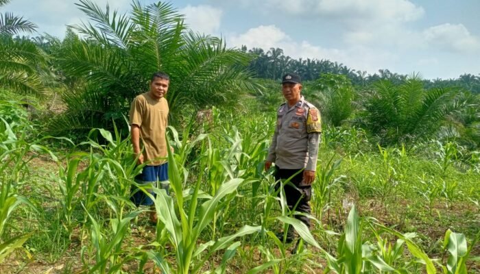 Dukung Ketahanan Pangan, Polsek Tandun Cek Jagung di Desa Puo Raya